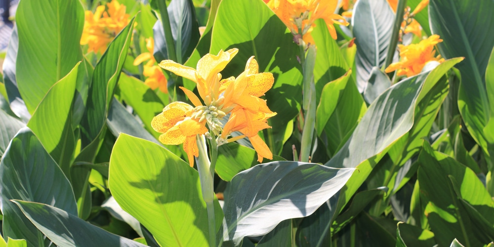 Do Rabbits Eat Canna Lilies?