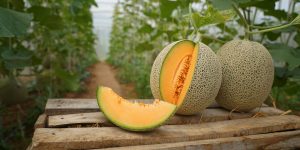 how many cantaloupe per plant