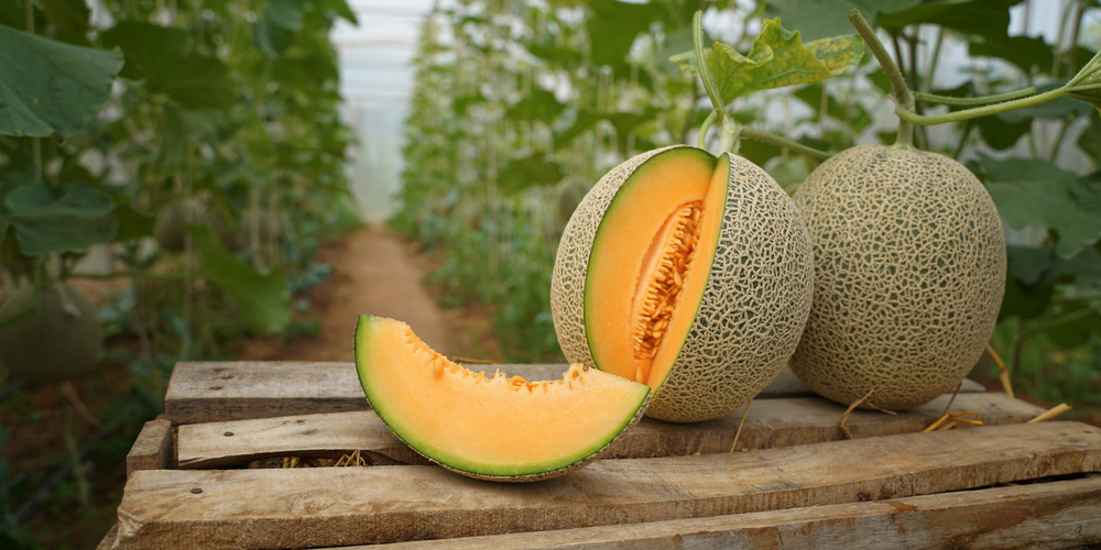 Can You Grow Cantaloupe In A Greenhouse