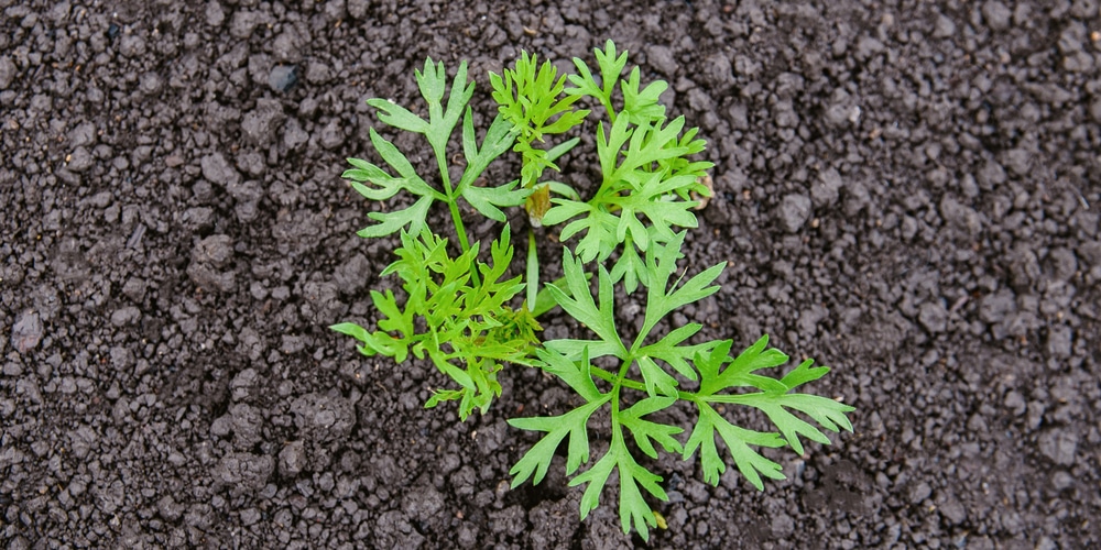 When to transplant carrot seedlings