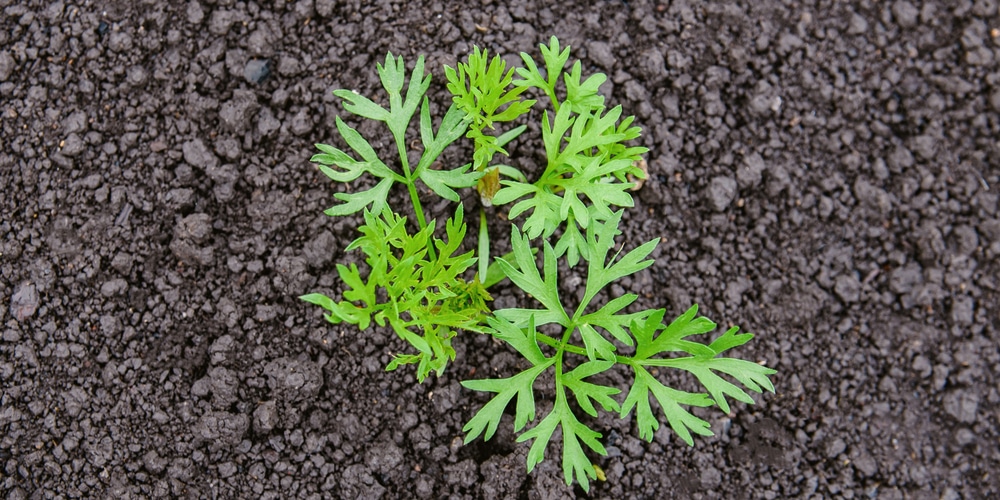 Do You Need To Thin Carrot Seedlings