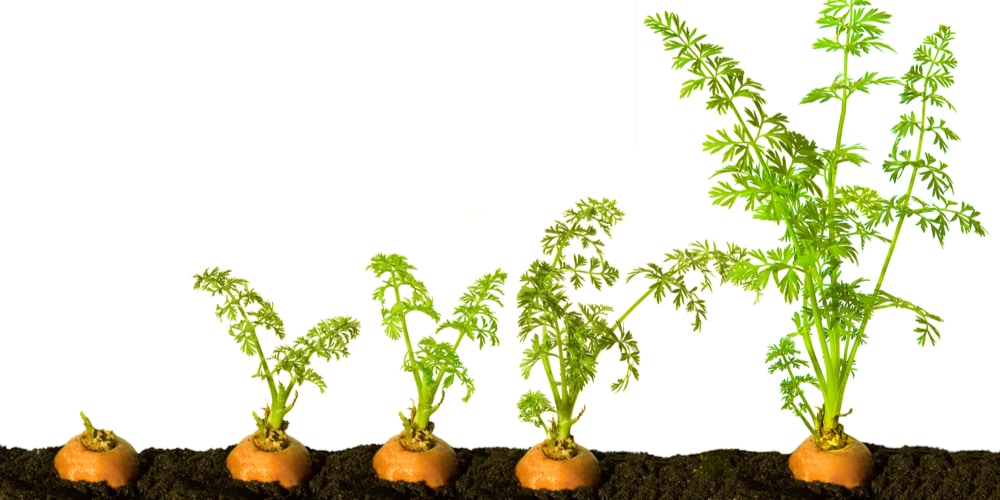 how long can carrots sit out