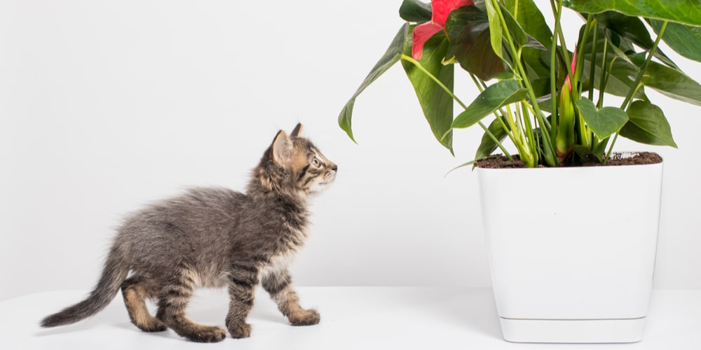 Is Anthurium Toxic to Cats?