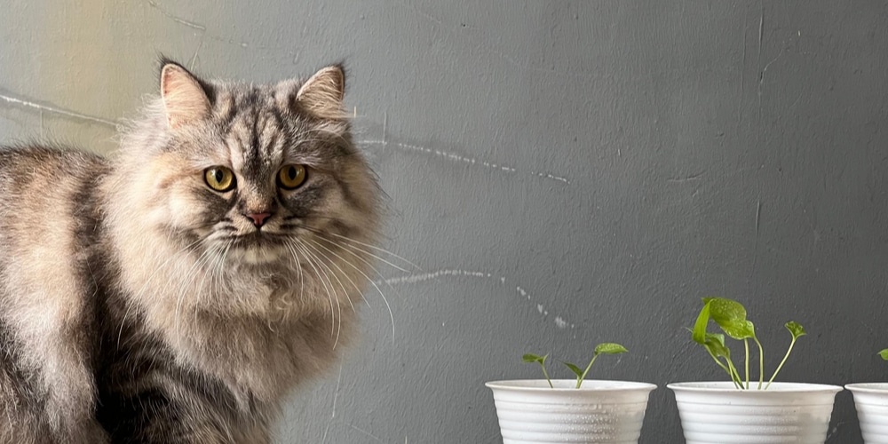 Is Anthurium Toxic to Cats?