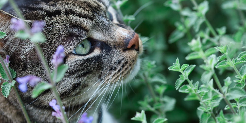 do bees like catnip