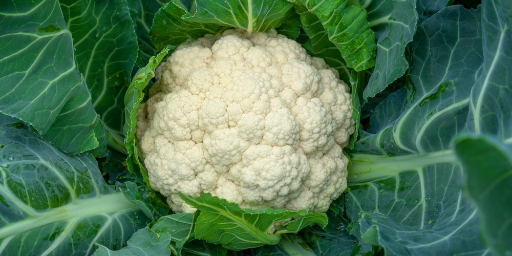 cauliflower leaves turning yellow