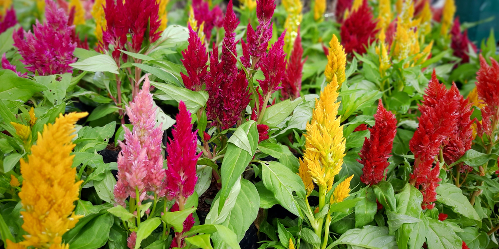 Plants That Look like Feathers