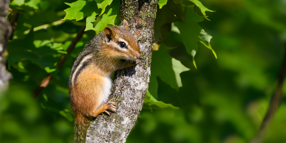 Do Chipmunks Eat Tomatoes