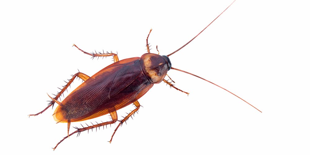 does bleach kill roaches