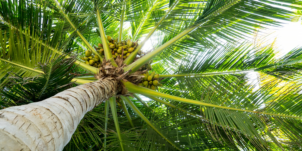 Is a coconut tree a palm tree