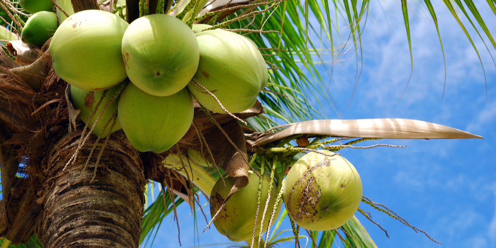 Is a coconut tree a palm tree