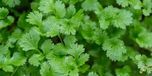 cilantro seedling