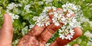 Cilantro Plant Flowering