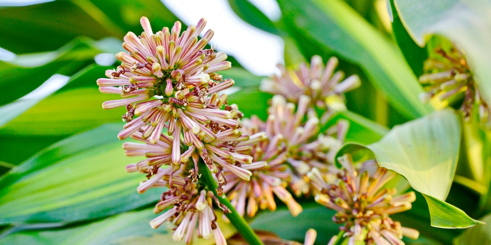 Do corn plants flower? 