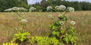 Cow Parsnip vs Giant Hogweed