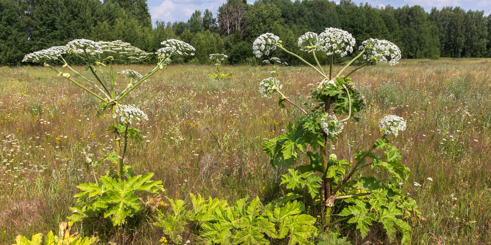 Hogweed Lookalikes