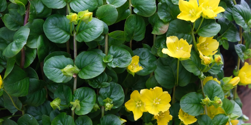 weeds with yellow flowers