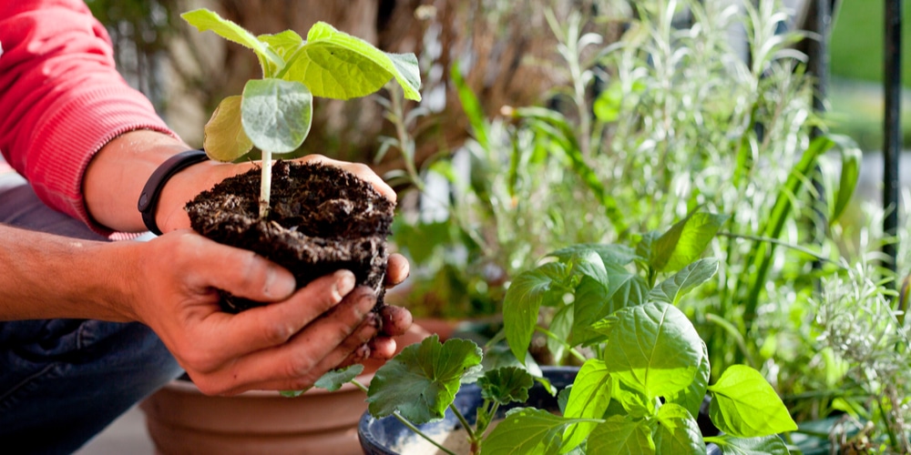 cucumber seedlings falling over