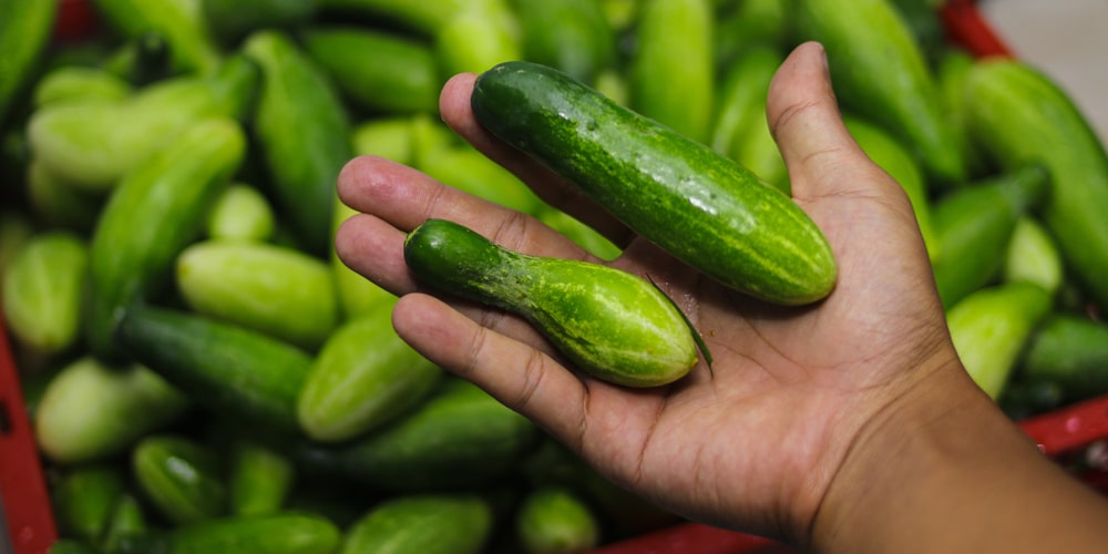 Can You Eat A Yellow Cucumber?