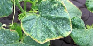 yellow leaves on cucumber plants in containers