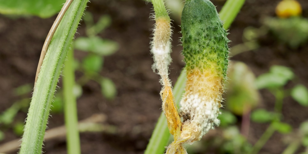 Baby Cucumbers Dying On Vine