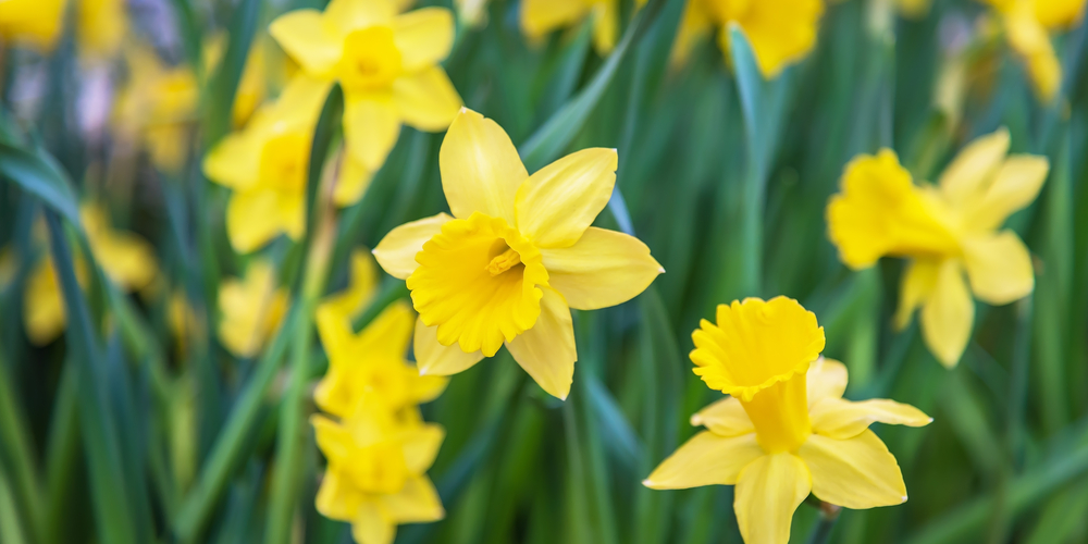 what to do with daffodils after they bloom