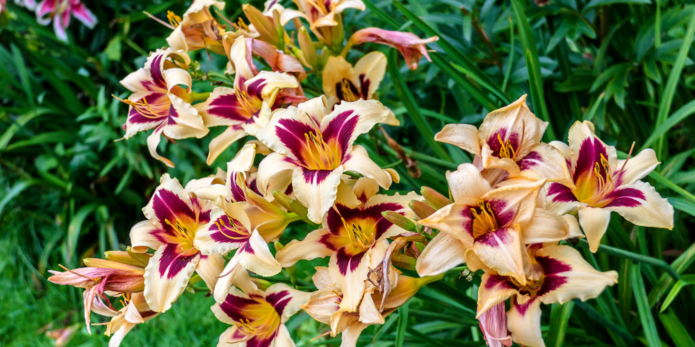 What To Do When Lilies Have Finished Flowering