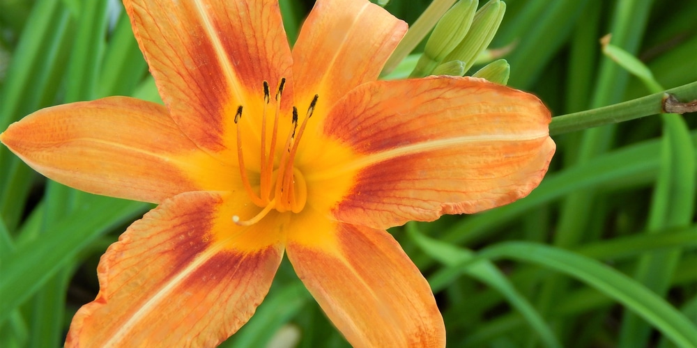 Plant Daylily Proliferations