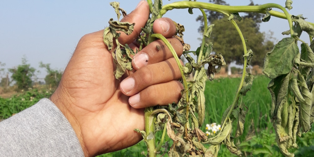 Potato Plant Dying Before Flowering