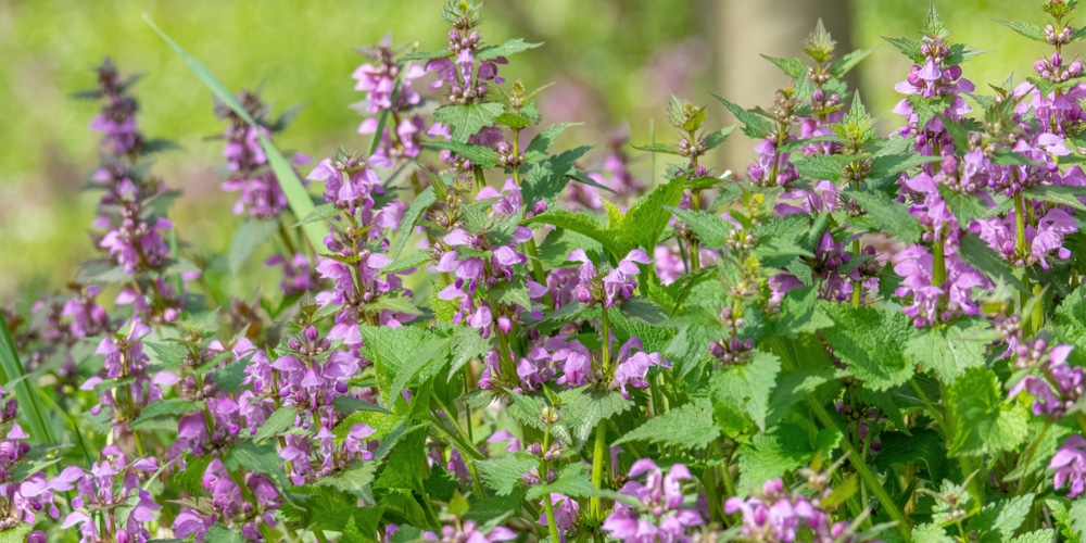 Shade plants for Boise Idaho