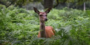 When to Plant Buck Forage Oats