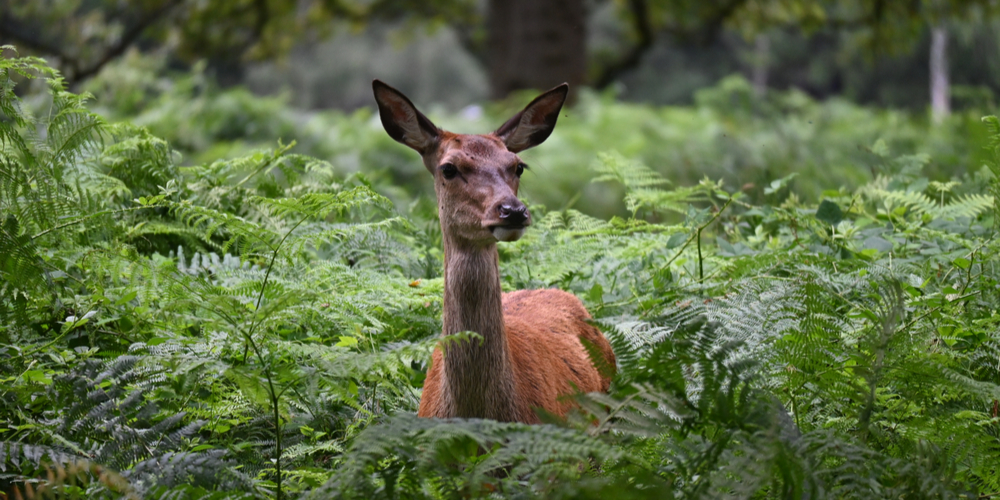deer and ferns Are Knockout Roses Deer Resistant