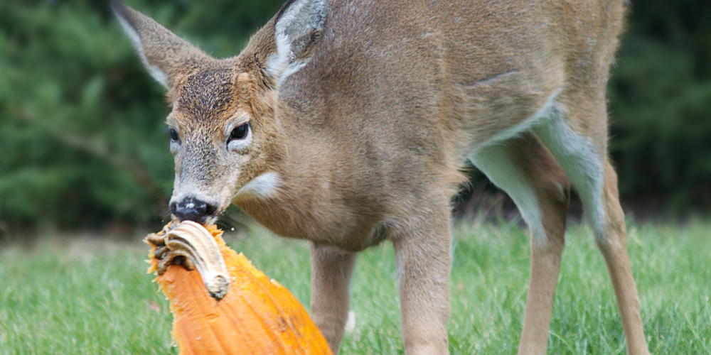Do deer eat pumpkin
