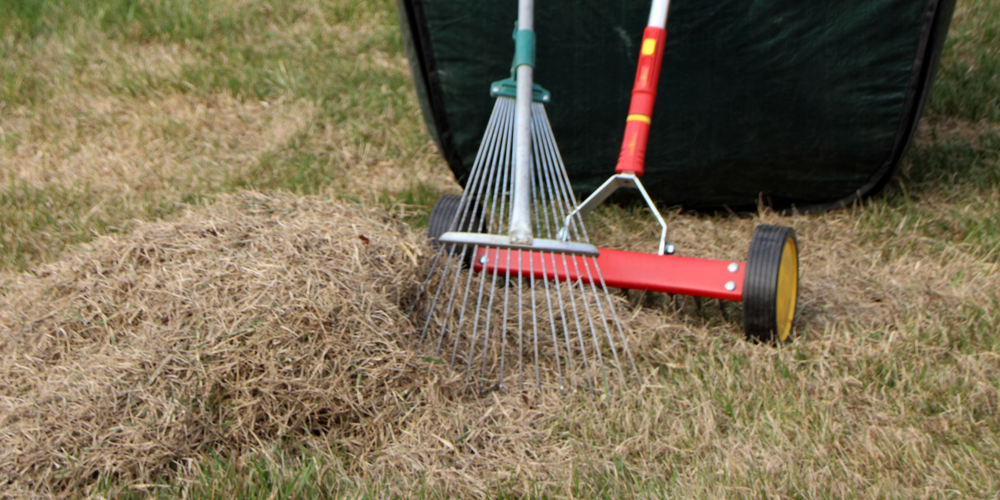 dethatching after rain