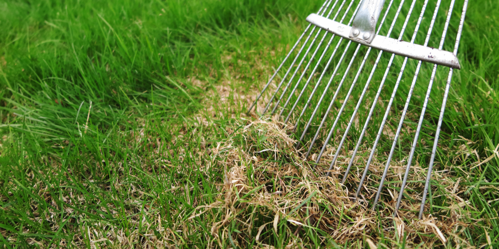 how to dethatch st augustine grass