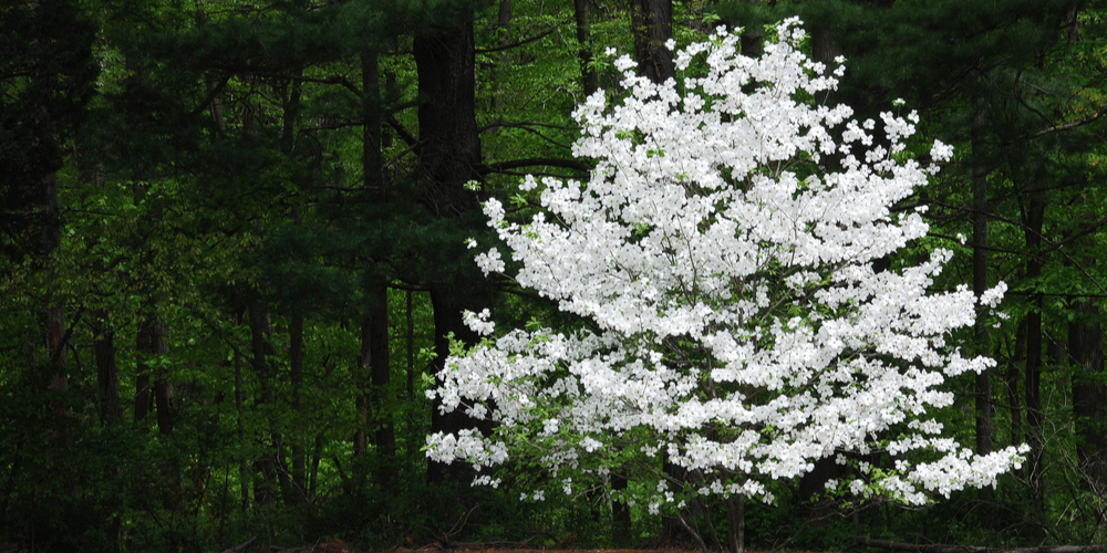 trees with white flowers