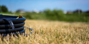 dormant grass vs dead grass