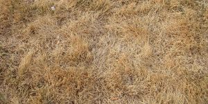 dormant grass vs dead grass