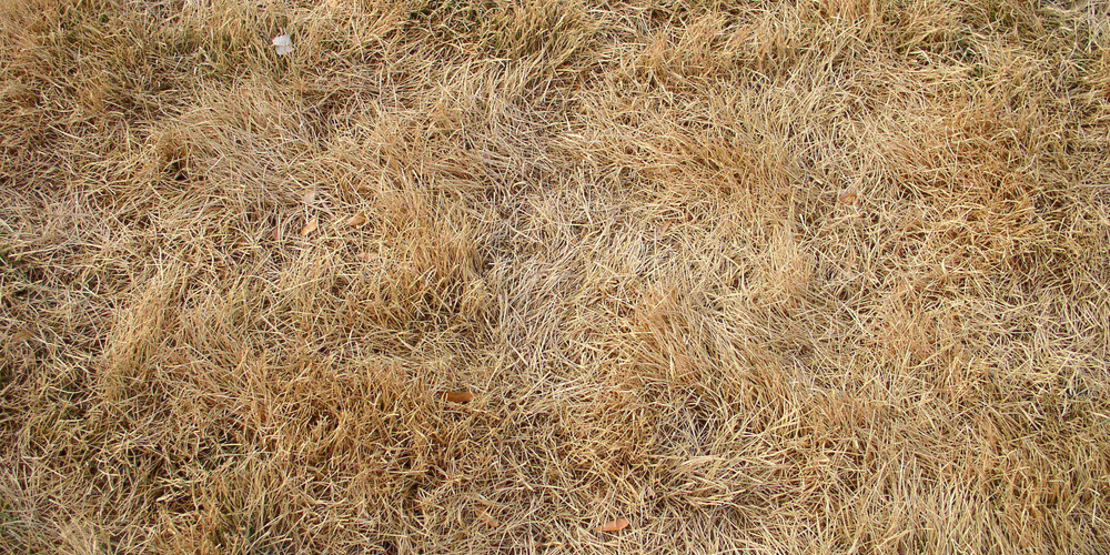 When does fescue come out of dormancy