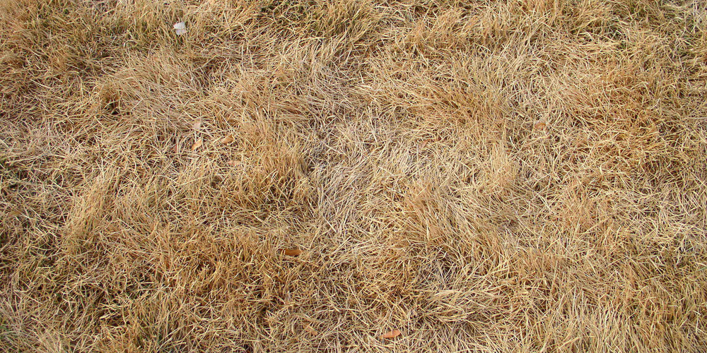 When Does Bermuda Grass Go Dormant