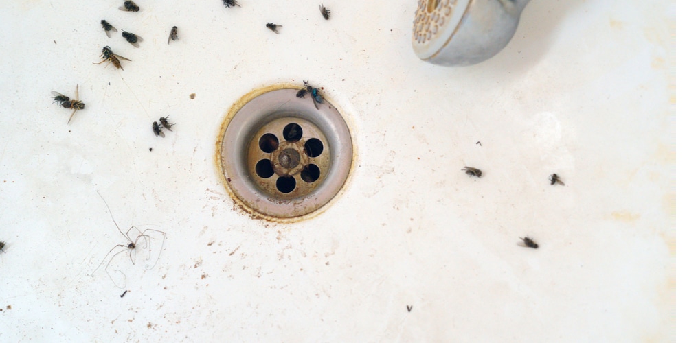 Bugs that Come out of Drains