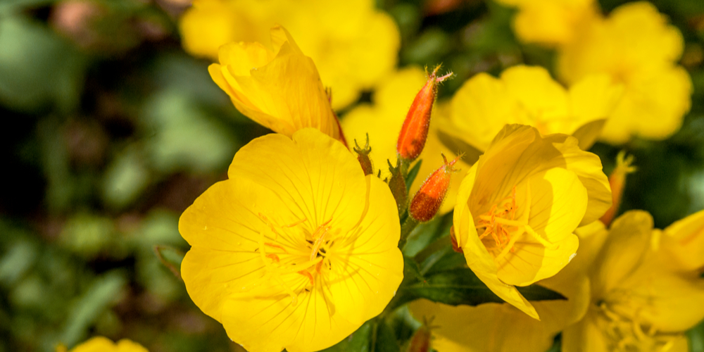 drought tolerant utah native plants