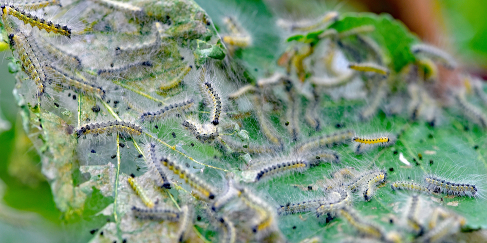 texas webworms