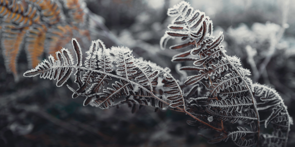 How Cold can Ferns Tolerate