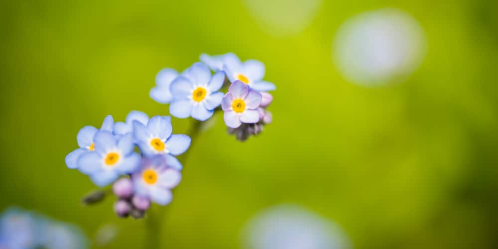 Grass-like plants with purple flowers