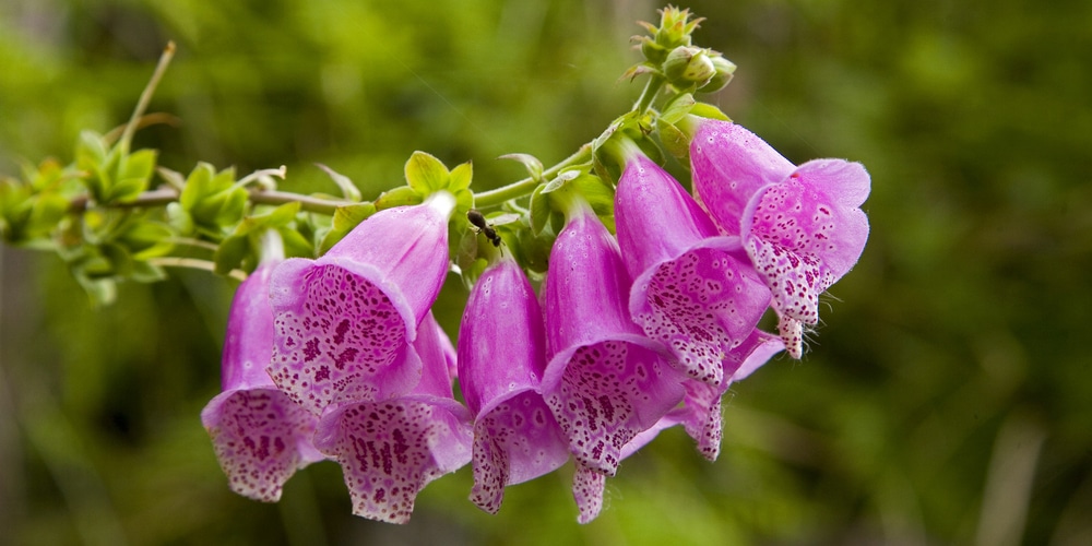 Poisonous Plants in Michigan