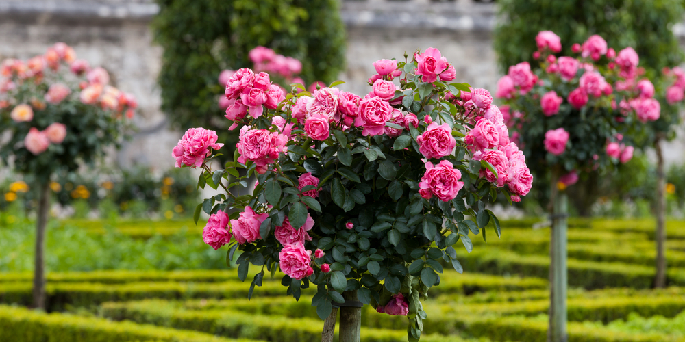 Clematis Companion Plants