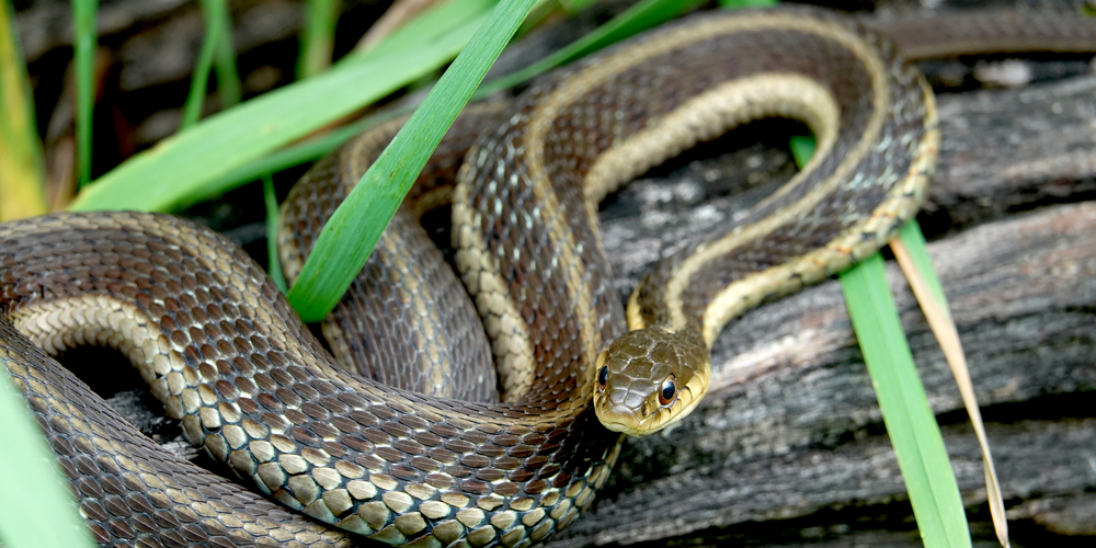 does pine straw attract snakes