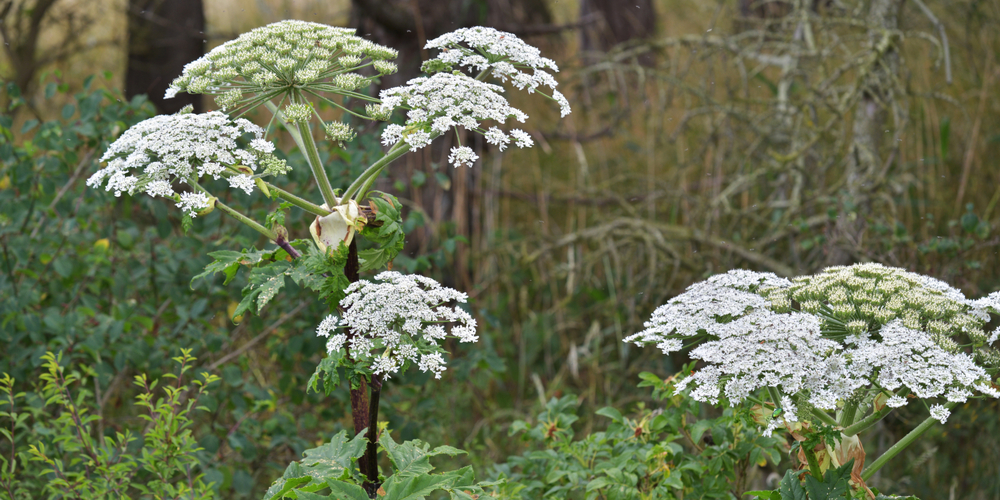 Hogweed vs Hemlock