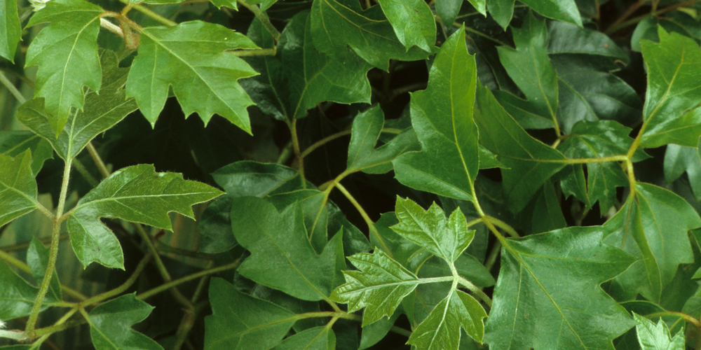 Hyssop Companion Plants